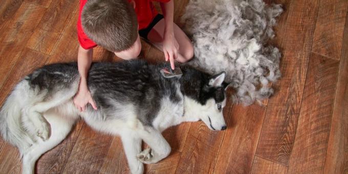 Husky: toilettage