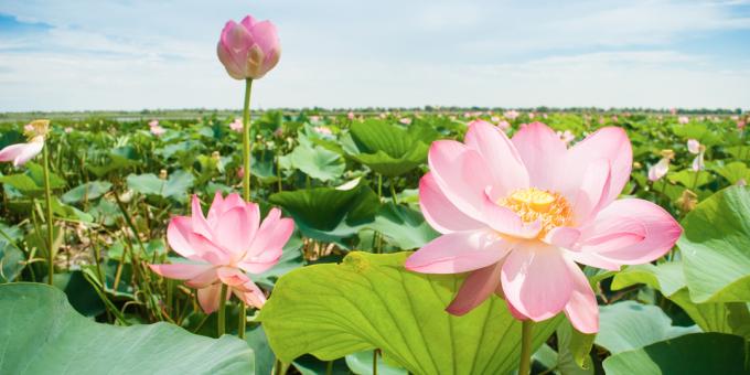 Vallée des lotus (région de Krasnodar)