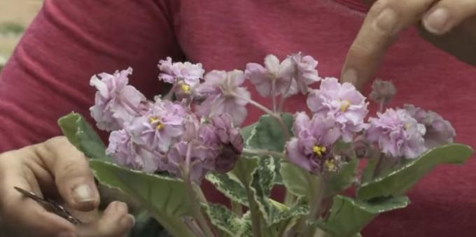 Comment prendre soin de violettes Période de floraison