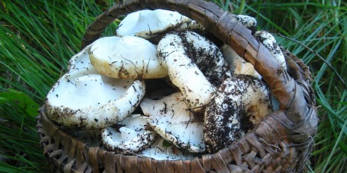 Les champignons dans un panier