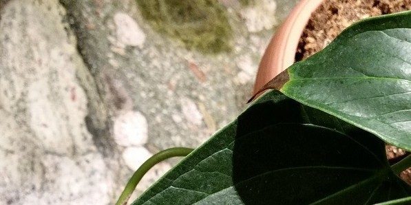 Comment traiter anthurium, si les pointes des feuilles noircissent et sec