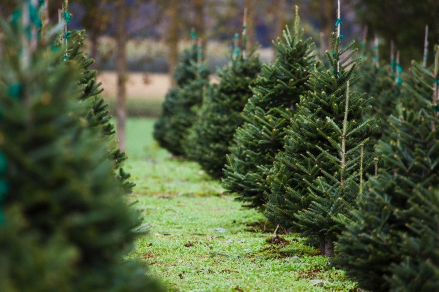 Plantation, où les arbres poussent - un arbre vivant de Noël