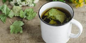 Pourquoi recueillez-vous des feuilles de cassis et de faire du thé
