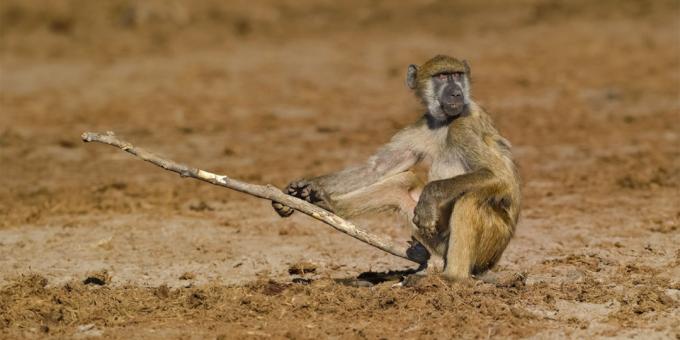 Les plupart des photos ridicules d'animaux - un singe avec un bâton
