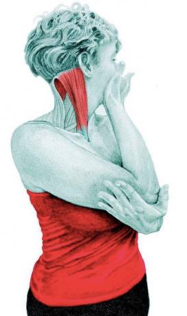 Anatomie d'étirage: étirement rotateurs du cou