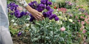 Semer l'eustoma pour les semis: quand et quoi faire pour que les fleurs soient déjà en juin