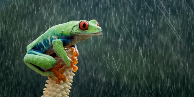 2019 meilleure image: grenouille aux yeux rouges