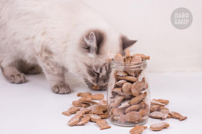 Le chat mange le biscuit poisson