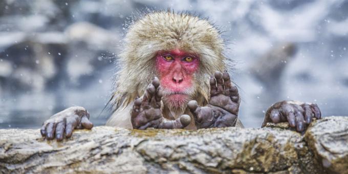 Les plupart des photos ridicules des animaux - singe