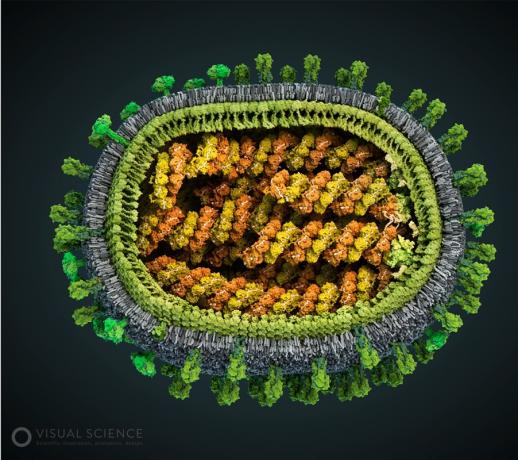 Modèle du virus de la grippe