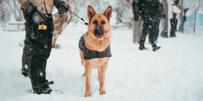 Comment élever un chien: se tenir