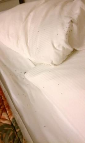 insectes dans la chambre d'hôtel