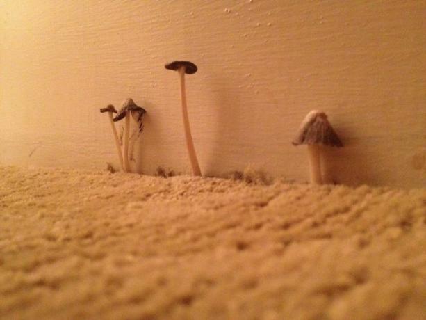 champignons dans la chambre d'hôtel
