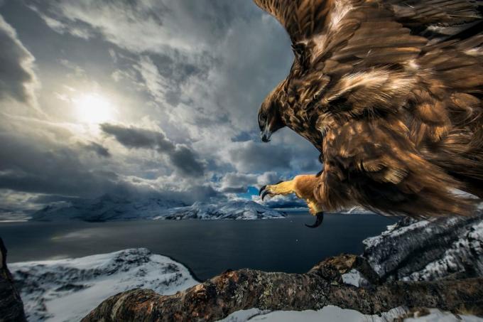20 des meilleures photos de la nature en 2019 selon la nature Photographe de l'année