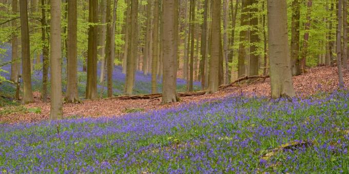 Où aller en Europe: Les Hallerbos, Belgique