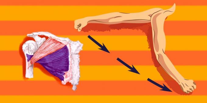 Exercices sur les muscles pectoraux: pour charger plus de la partie inférieure du muscle pectoral, vous avez le alloué vers l'épaule de traduire vers l'avant et vers le bas