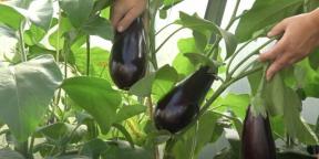 Quand planter des plants d'aubergines et comment le faire correctement