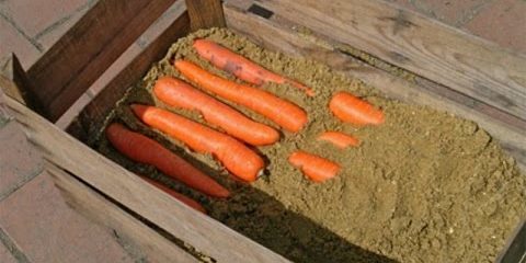 Comment stocker les carottes dans les boîtes: couches alternées jusqu'à la fin de la carotte