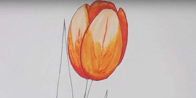 Comment dessiner une tulipe: parcourez le dessin avec un marqueur incolore