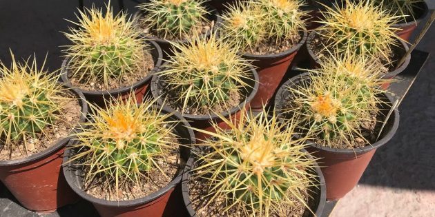 : Echinocactus plantes grasses