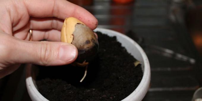 Plantez une graine, si vous germent dans l'eau ou hydrogel