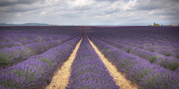 Où aller en Europe: Champ de lavande, Provence, France