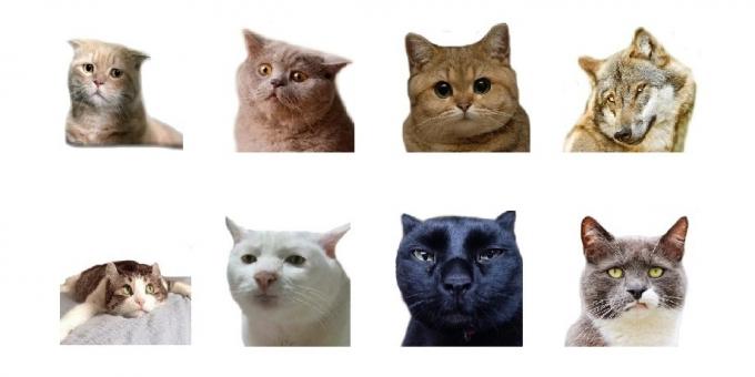 Autocollants: animal Photo Emoji