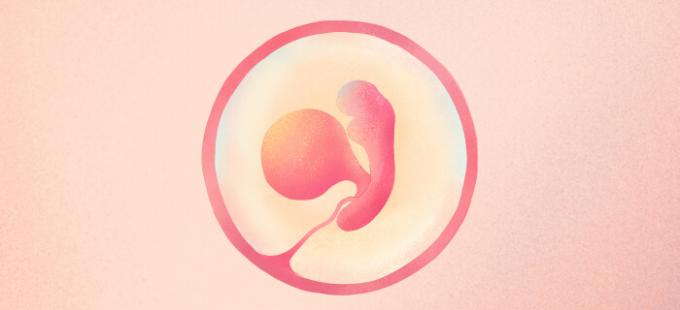 A quoi ressemble un bébé à 5 semaines de grossesse ?
