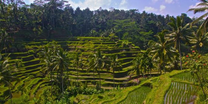 territoire asiatique attire les touristes en connaissance de cause: rizières en terrasses Tegallalang, Indonésie