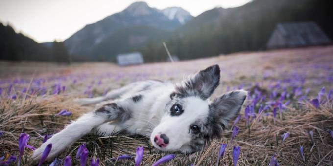 Comment faire de belles photos de chiens: l'appareil photo et l'objectif sont importants