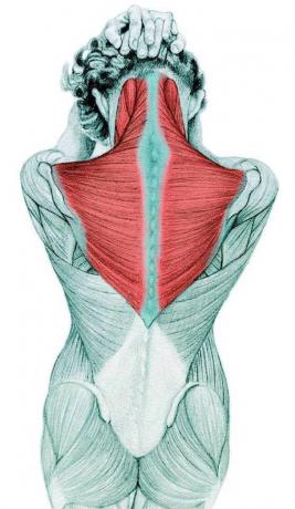 Anatomie d'étirage: étirer les muscles fléchisseurs du cou