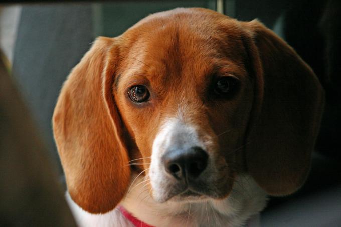 beagle 