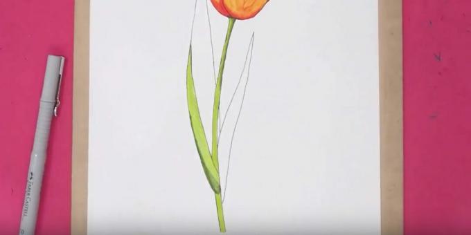 Comment dessiner une tulipe: peignez la tige et une partie de la feuille