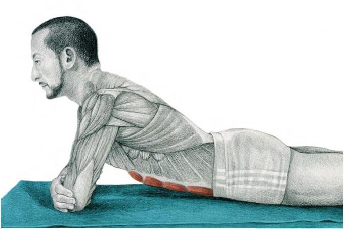 Stretching Anatomy en images