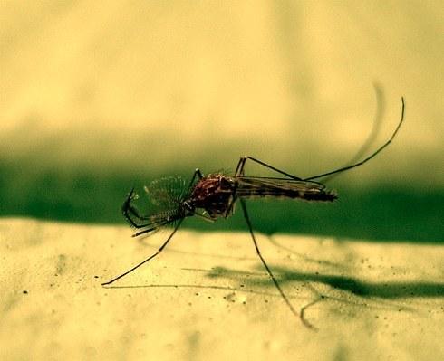 remèdes populaires contre les moustiques, des conseils sur la façon de se protéger contre les insectes