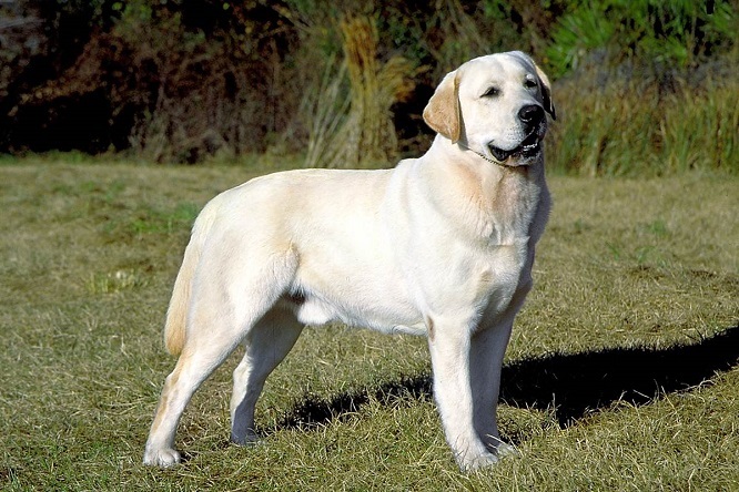 Top 10 la plupart des races de chiens intelligents: Labrador Retriever