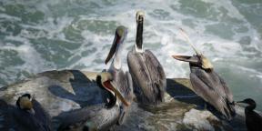 L'observation des oiseaux apporte de la joie, comme le yoga ou la méditation dans le parc: entretiens avec les ornithologues amateurs Roma Heck et Mina Milk
