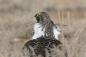 "Un oiseau s'envolera maintenant": 10 meilleures photos du concours National Audubon Society