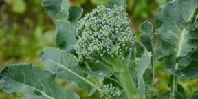 Comment planter et entretenir le brocoli pour une bonne récolte
