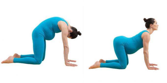 Yoga pour les femmes enceintes: Pose "chat-boeuf" (mardzhariasana-bitilasana)