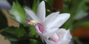 9 qui houseplants undemanding fleurir jusqu'au printemps