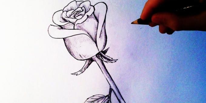 Comment dessiner une rose à demi ouvert crayon