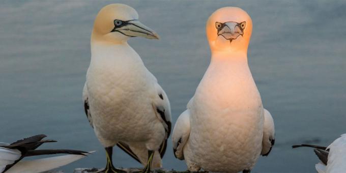 Les plupart des photos ridicules d'animaux - un oiseau avec une tête lumineuse