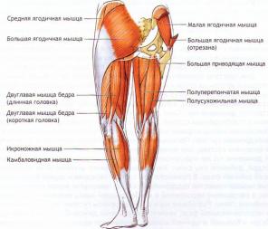 Équilibre physique dans le yoga. Deuxième partie: la puissance