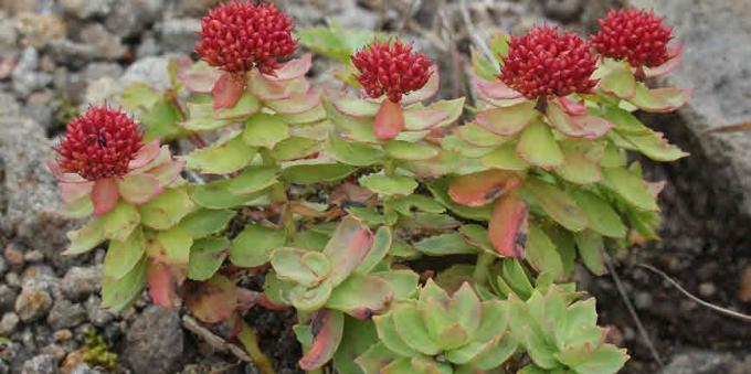 adaptogènes populaires: Rhodiola rosea