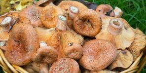 Comment et combien faire cuire les champignons