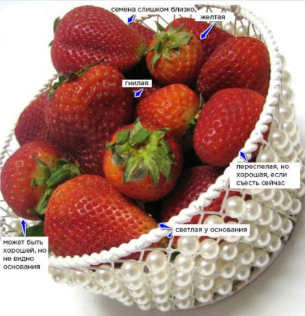 comment cueillir des fraises