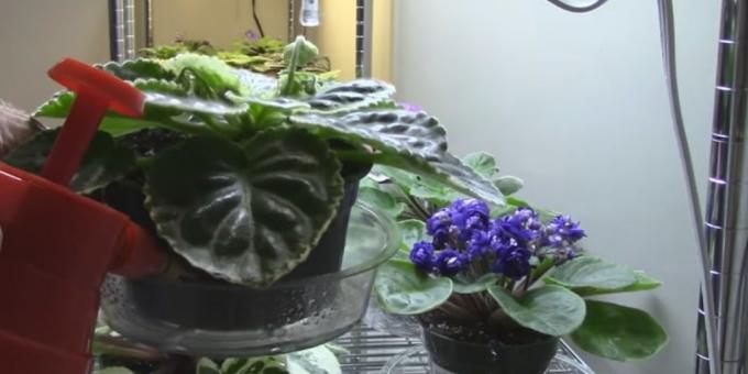 Comment prendre soin de violettes: l'irrigation par égouttoir
