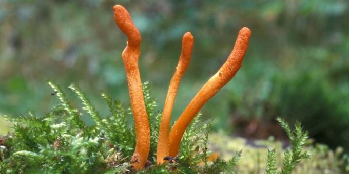 adaptogènes populaires: Cordyceps