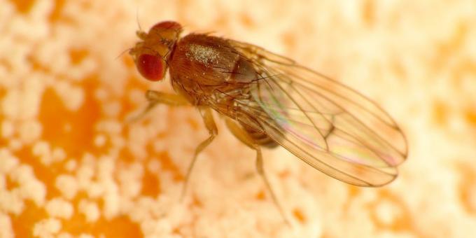 Comment se débarrasser des moucherons dans les couleurs de la chambre: Drosophila